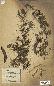 spécimen de Acacia seyal