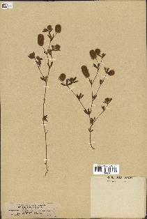 spécimen de Trifolium arvense