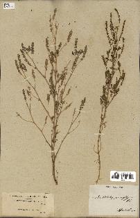 spécimen de Melilotus indica