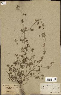 spécimen de Medicago littoralis