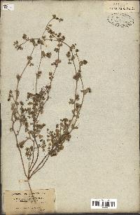 spécimen de Medicago littoralis