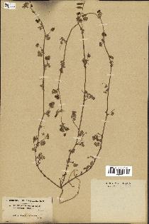 spécimen de Medicago littoralis