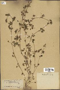 spécimen de Medicago littoralis