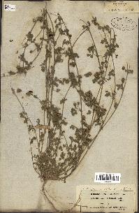 spécimen de Medicago littoralis