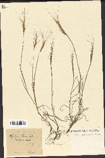 spécimen de Aegilops triuncialis