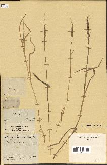 spécimen de Aegilops squarrosa