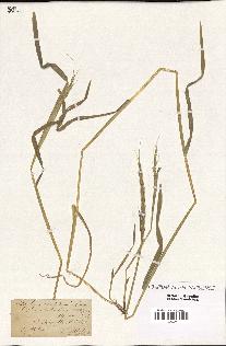 spécimen de Aegilops ventricosa