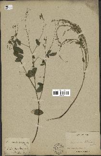 spécimen de Desmodium tortuosum