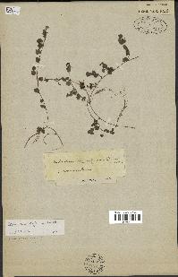 spécimen de Desmodium triflorum