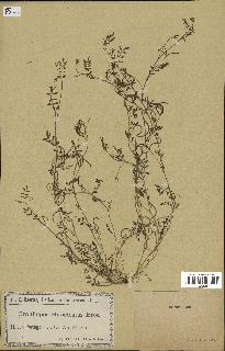 spécimen de Ornithopus ebracteatus