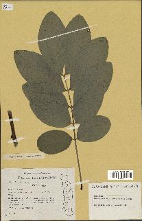 spécimen de Cassia podocarpa