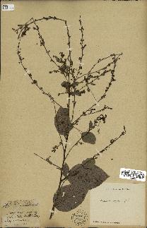 spécimen de Desmodium gangeticum