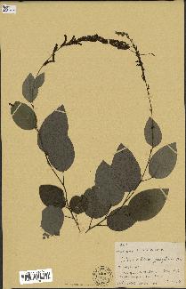 spécimen de Desmodium gangeticum