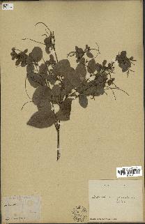 spécimen de Desmodium gangeticum