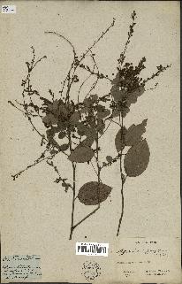 spécimen de Desmodium gangeticum