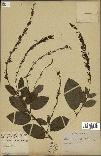 spécimen de Desmodium gangeticum