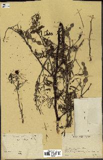 spécimen de Acacia nilotica