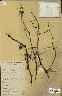 spécimen de Acacia nilotica