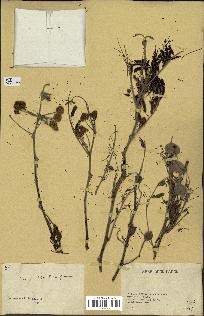 spécimen de Acacia nilotica