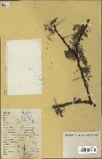 spécimen de Acacia nilotica