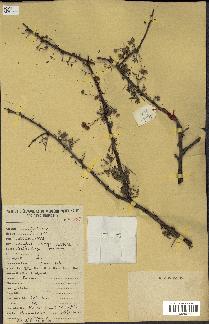 spécimen de Acacia nilotica