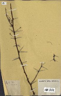 spécimen de Acacia nilotica