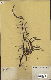 spécimen de Acacia nilotica