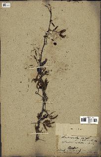 spécimen de Acacia nilotica