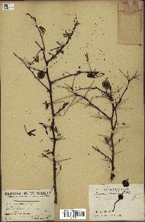 spécimen de Acacia nilotica