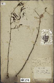 spécimen de Acacia nilotica