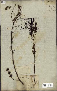 spécimen de Acacia nilotica