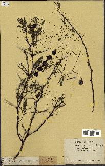 spécimen de Acacia nilotica