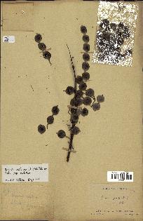 spécimen de Acacia nilotica