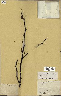 spécimen de Acacia nilotica