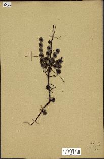 spécimen de Acacia nilotica