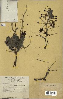 spécimen de Acacia nilotica