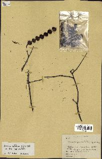 spécimen de Acacia nilotica