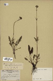 spécimen de Valeriana dioica