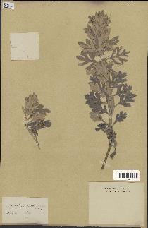 spécimen de Artemisia stelleriana