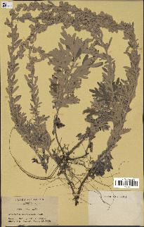 spécimen de Artemisia stelleriana