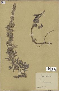 spécimen de Artemisia stelleriana