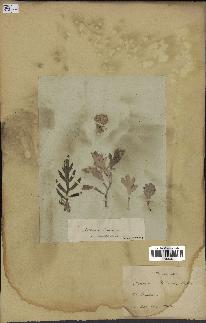 spécimen de Artemisia stelleriana