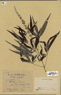 spécimen de Vitex agnus-castus