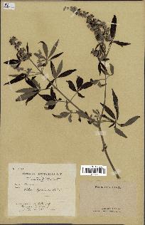 spécimen de Vitex agnus-castus