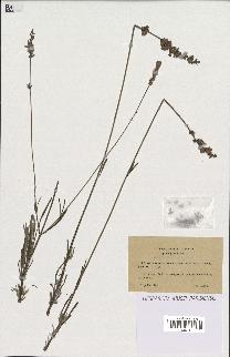 spécimen de Lavandula latifolia x spica