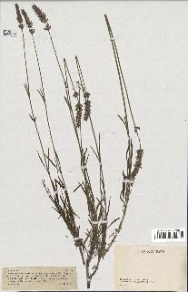 spécimen de Lavandula burnatii