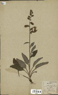 spécimen de Digitalis purpurea