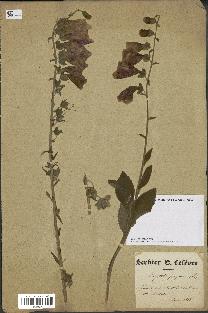 spécimen de Digitalis purpurea