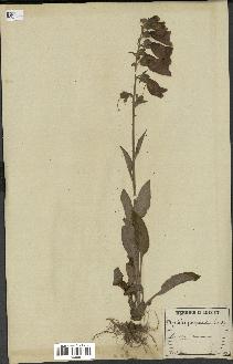 spécimen de Digitalis purpurea