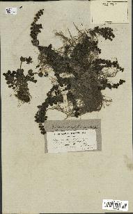 spécimen de Veronica serpyllifolia